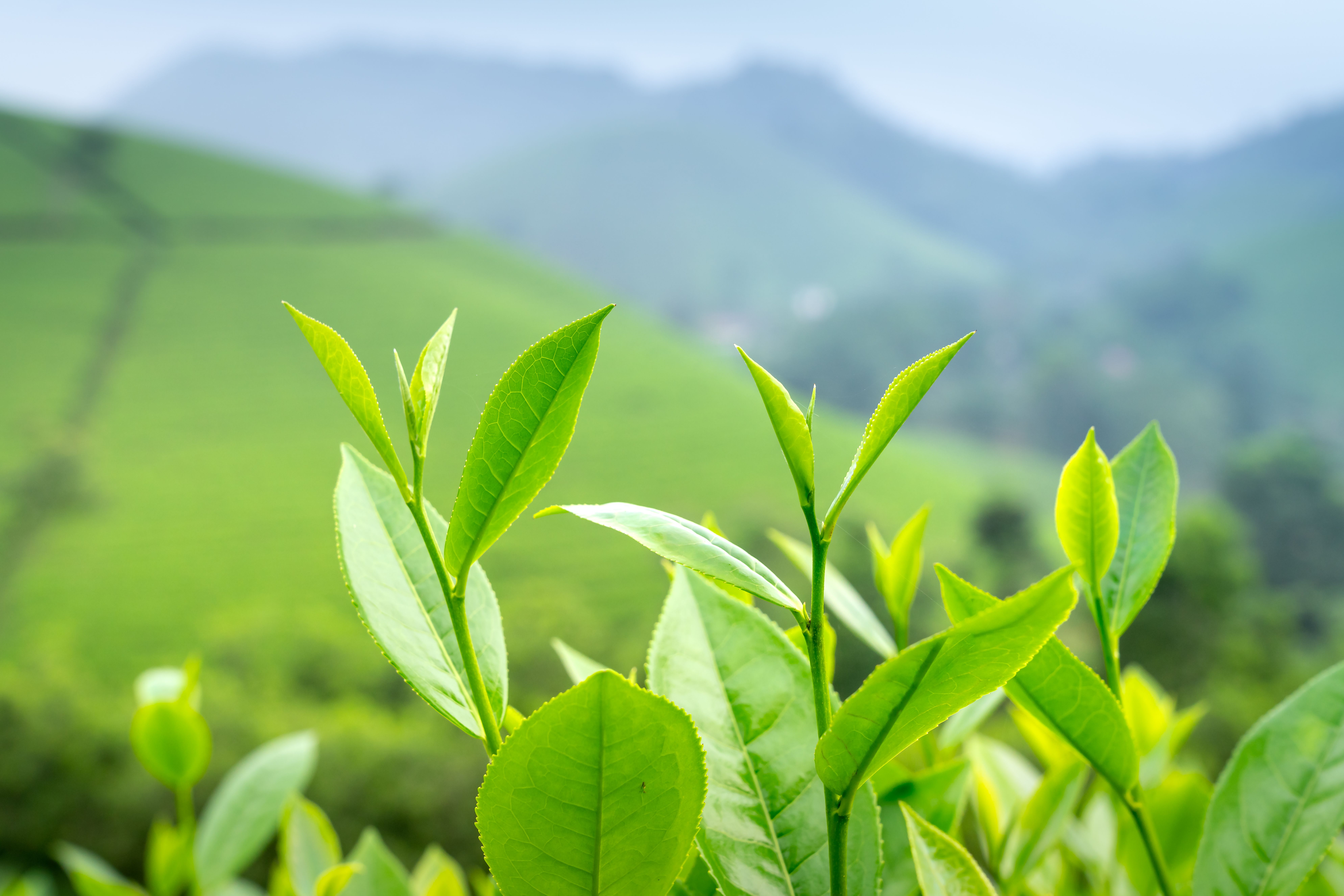Verse theescheuten met plantageheuvels in de achtergrond, foto van Quang Nguyen Vinh